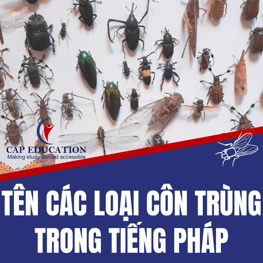 Tên Các Loại Côn Trùng Trong Tiếng Pháp